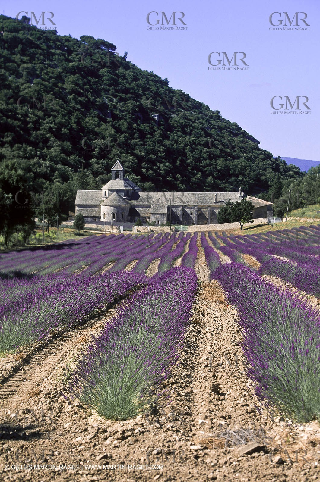 Hgher Provence - Lavender fields