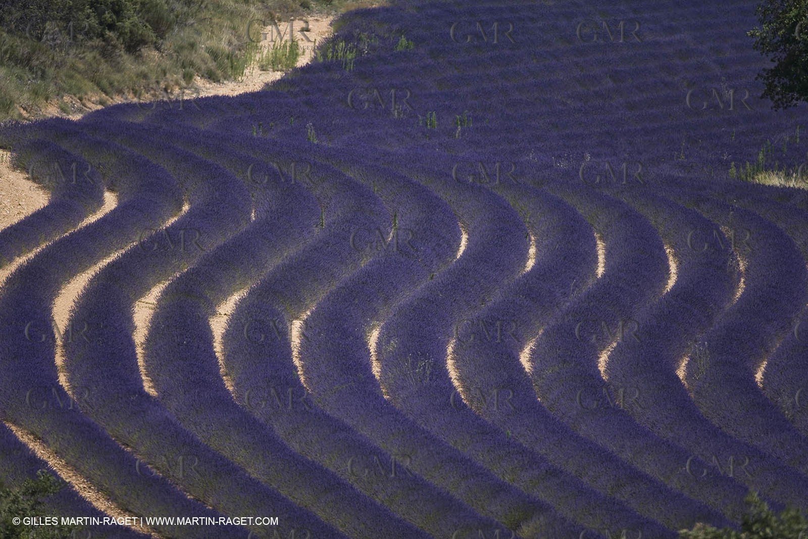 13 08 2007 - Valensole (04) - lavender fields on Valensole plateau