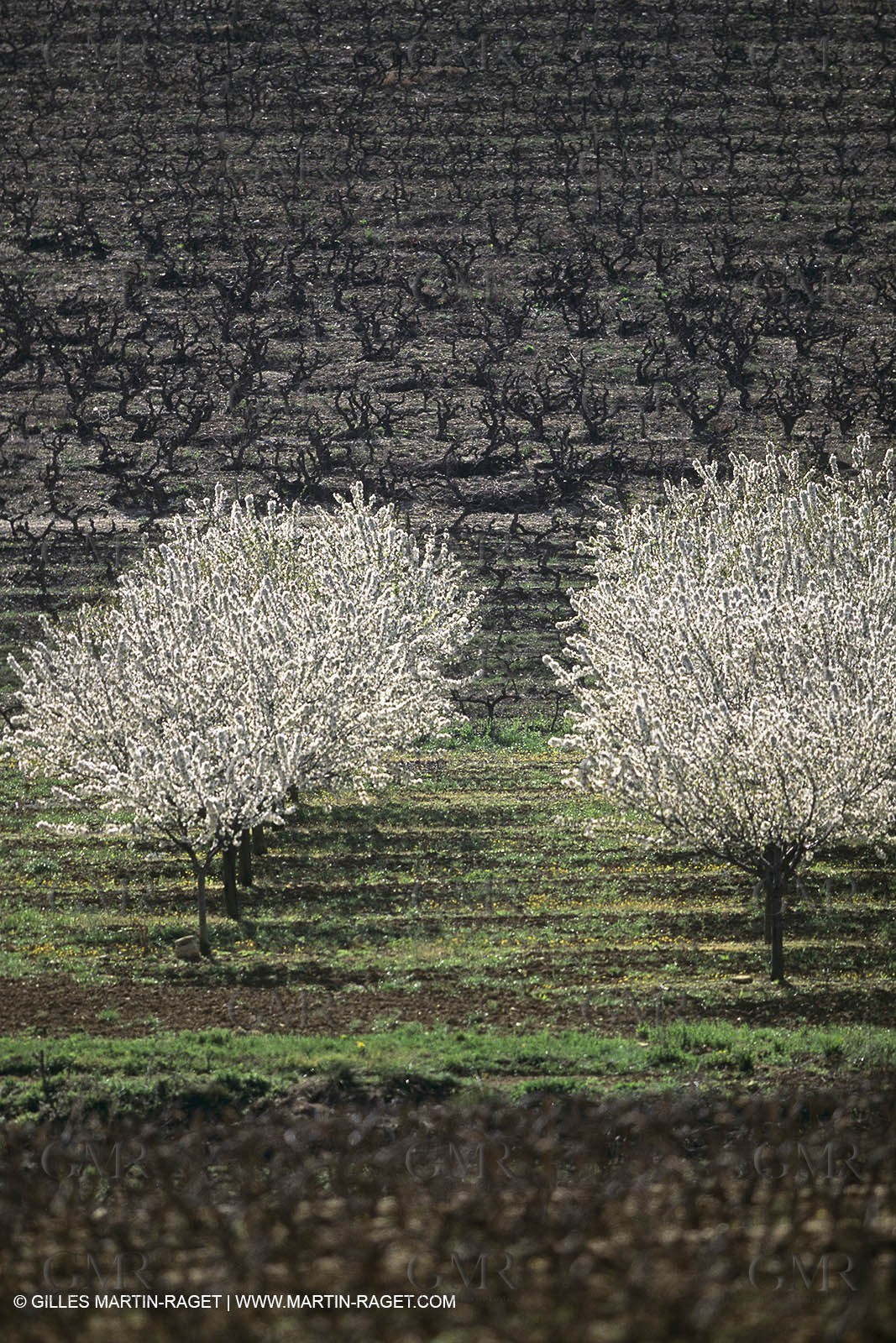 Luberon in winter near Saint Satrunin les Apt (FRA,84)