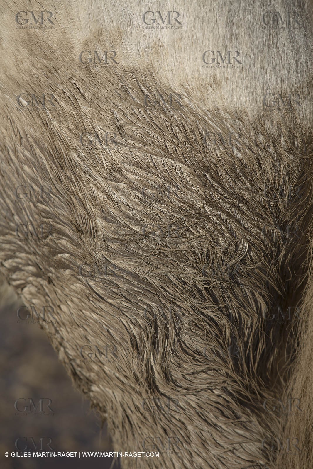26 12 2013 - Les Saintes Maries de la Mer (FRA,13) - Horse riding at Cabanes de Cacharel