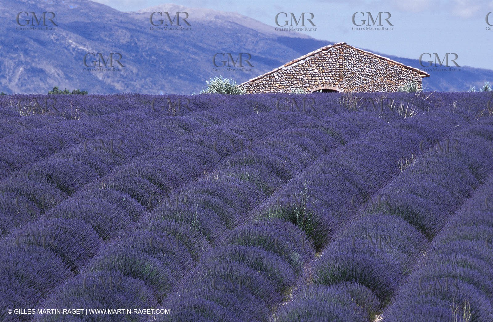 Lavenders