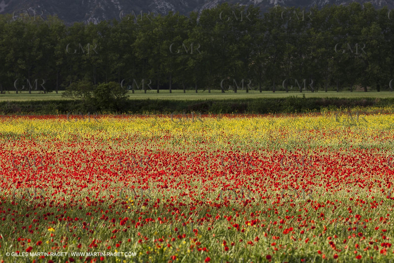 29 04 2012 ( Saint Rémy de Provence (FRA, 13) - Chaîne des Alpilles vers Romanin