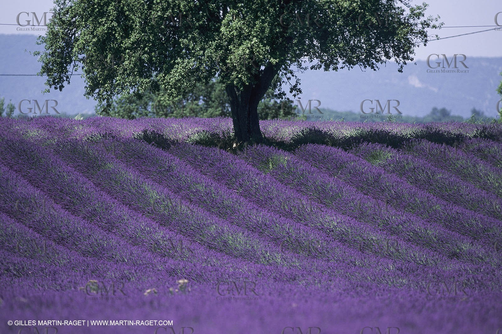 France, Provence, Champs de lavandes en fleur