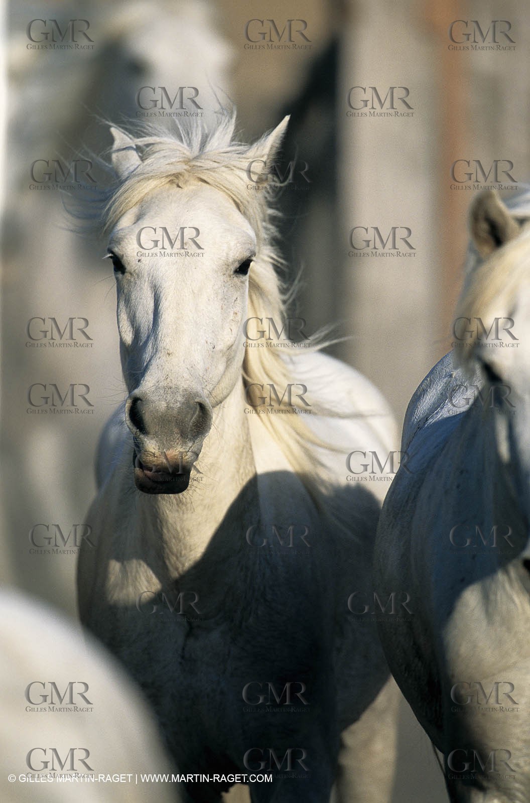 2000-2010- Arles - Les Saintes Maries de la mer (FRA,13) - Camargue horses