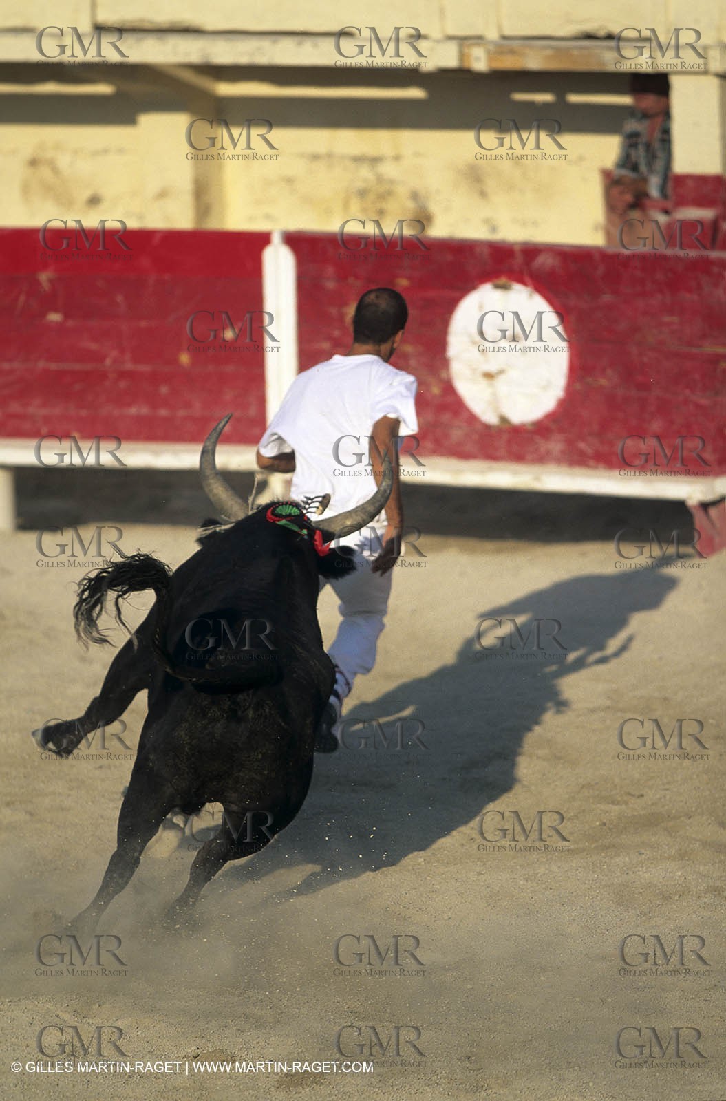 Gard, (FRA,30) - Camargue bull game