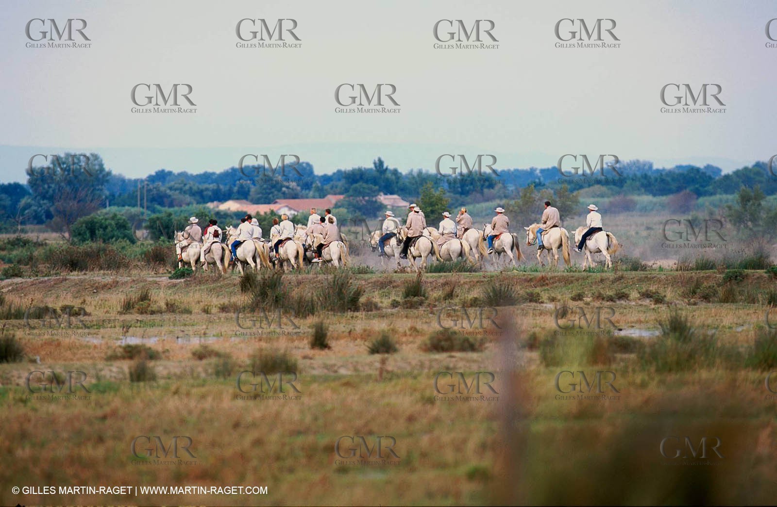 Camargue horses and bulls breeding