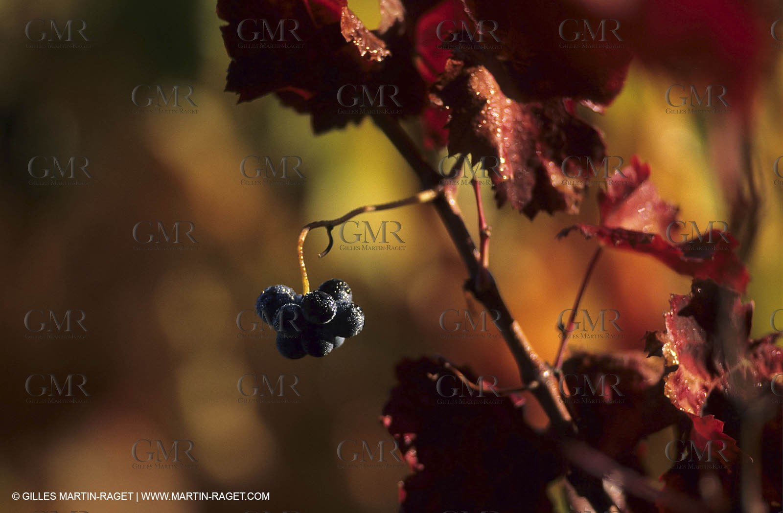 Wine - vineyards - Harvest