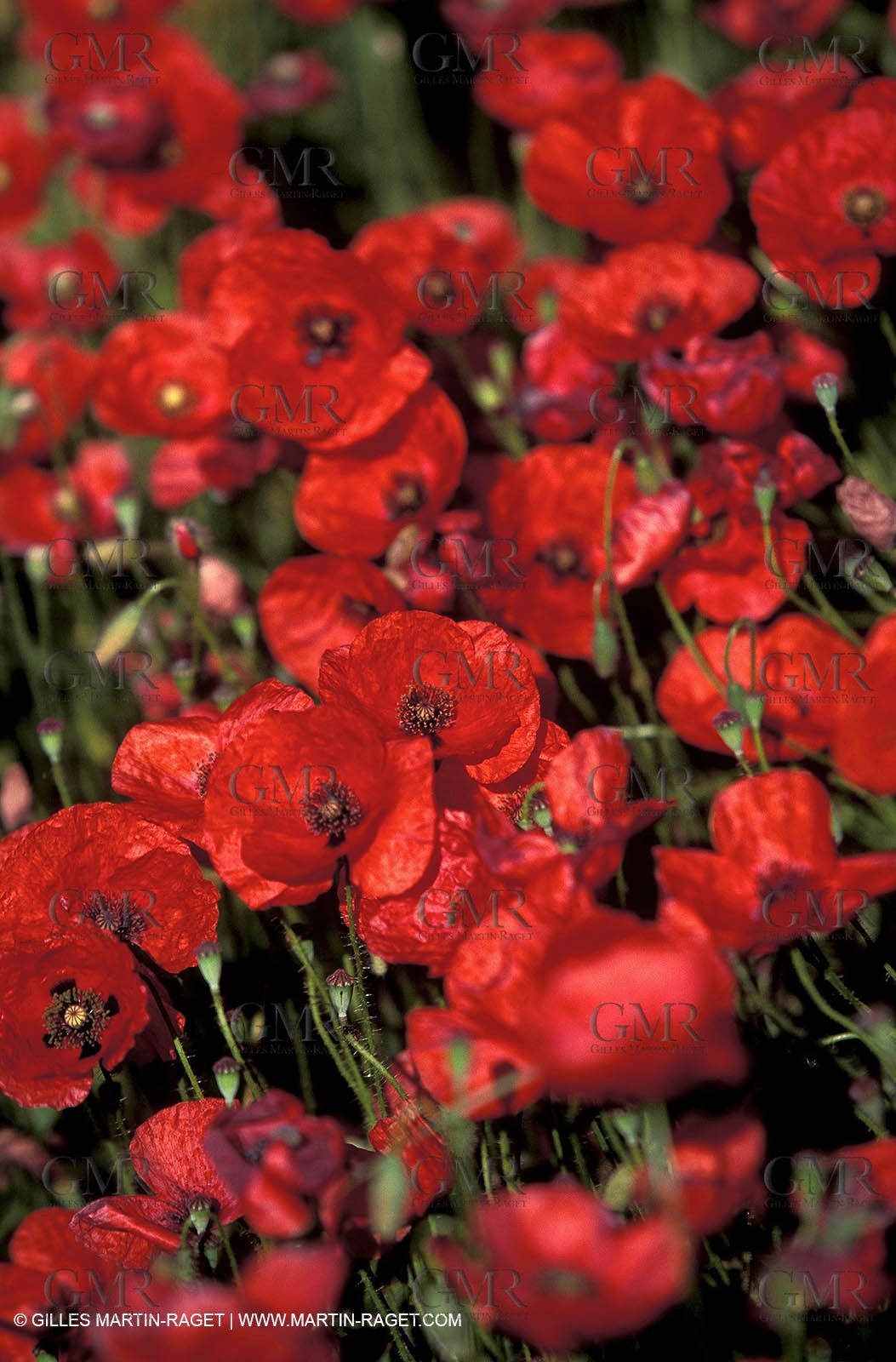 Coquelicots - Champs de Coquelicots