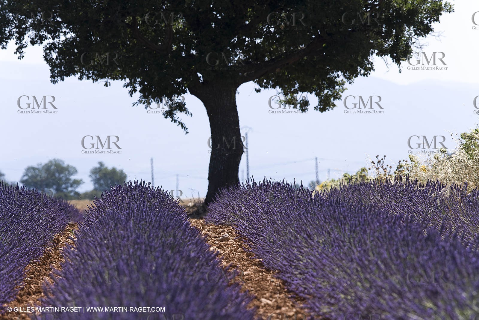 13 08 2007 - Valensole (04) - lavender fields on Valensole plateau