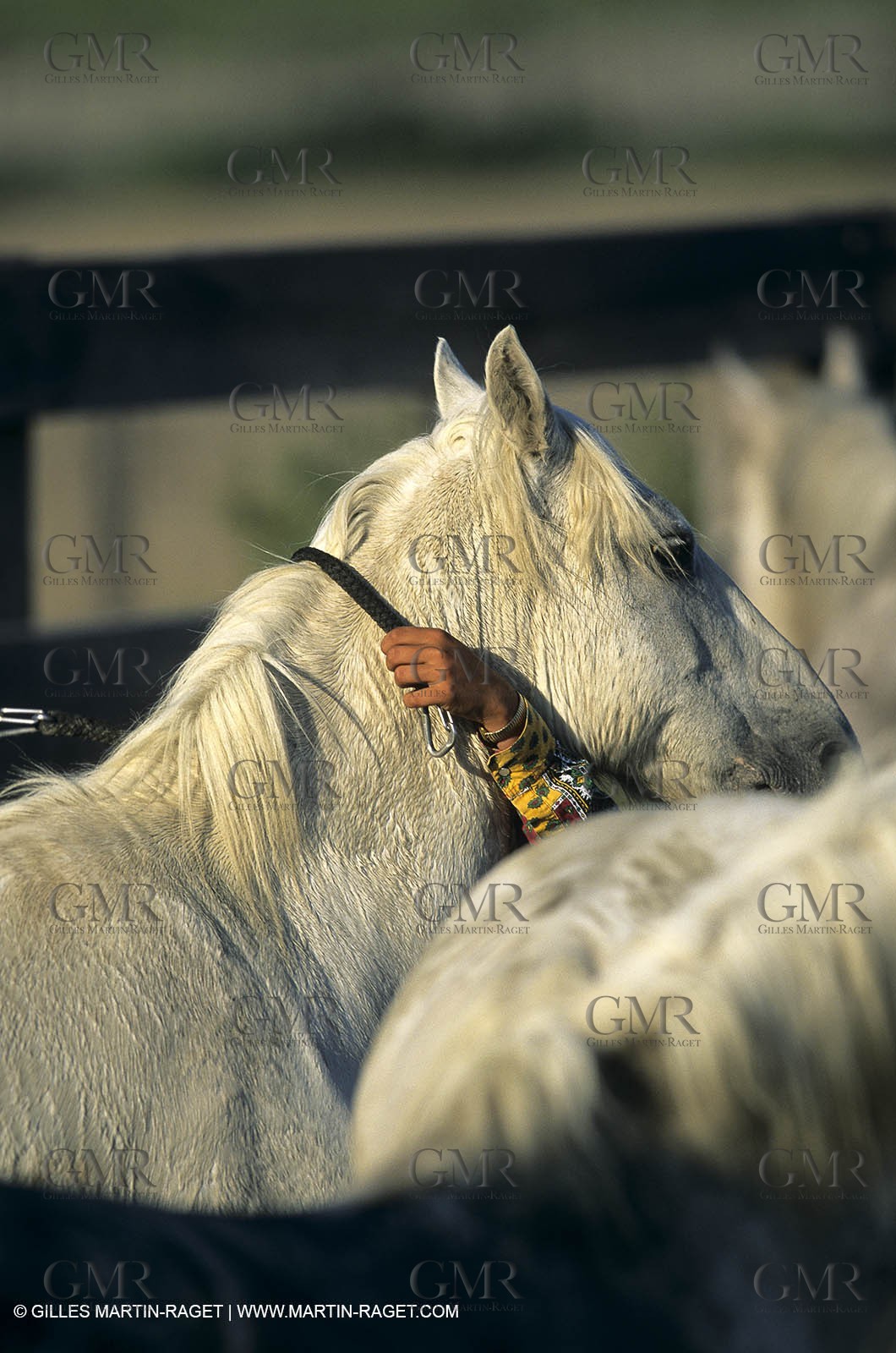 Camargue (FRA,13) - Gardians