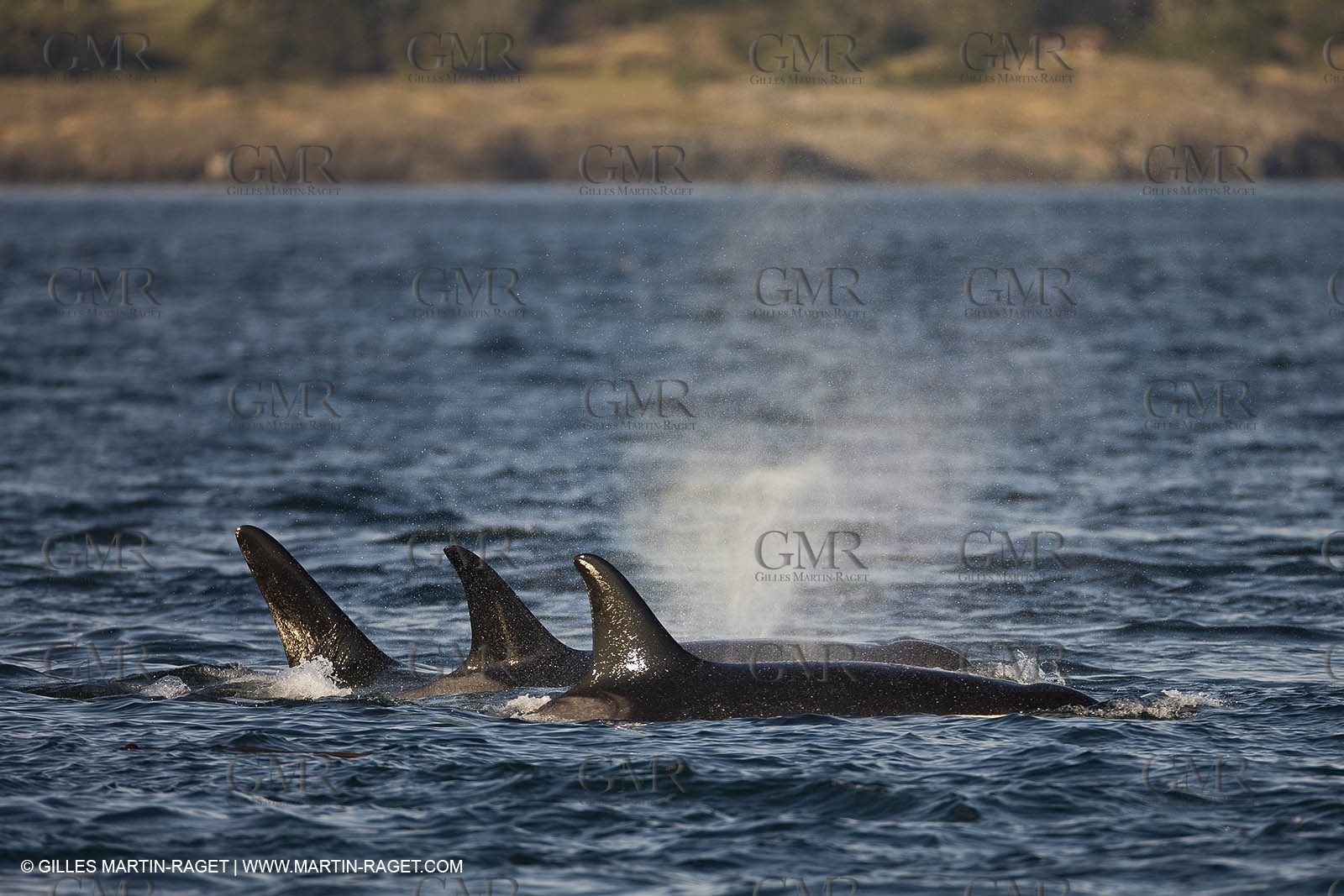 Marine animals