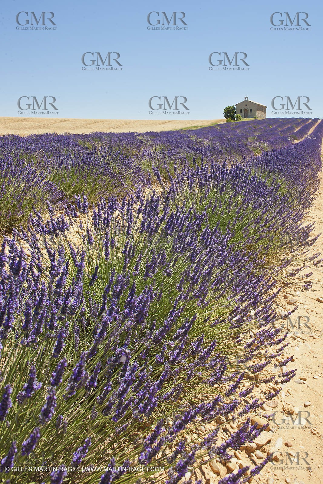 27 06 2011 - Entrevennes (FRA, 04) - Lavander fields