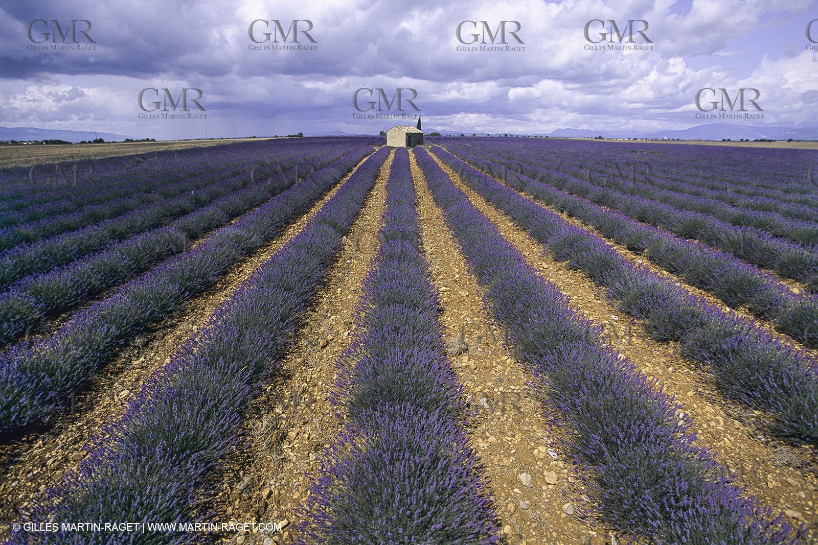 France, Provence, Lavender fields