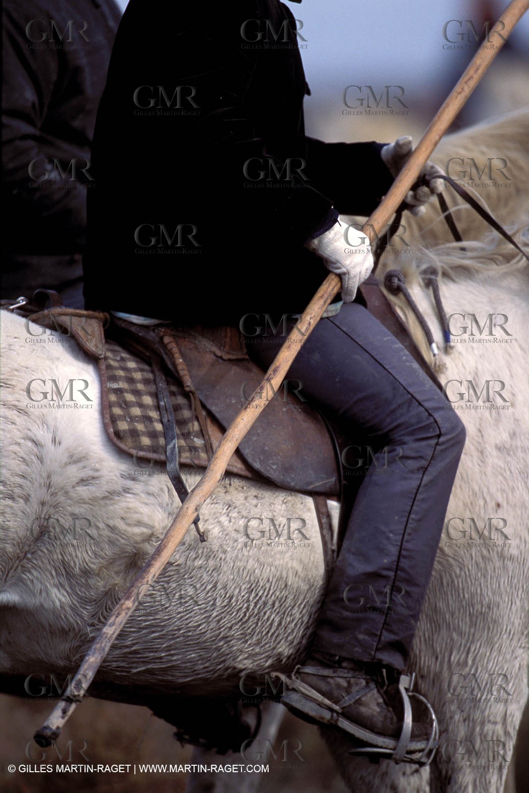 Camargue horses and bulls breeding
