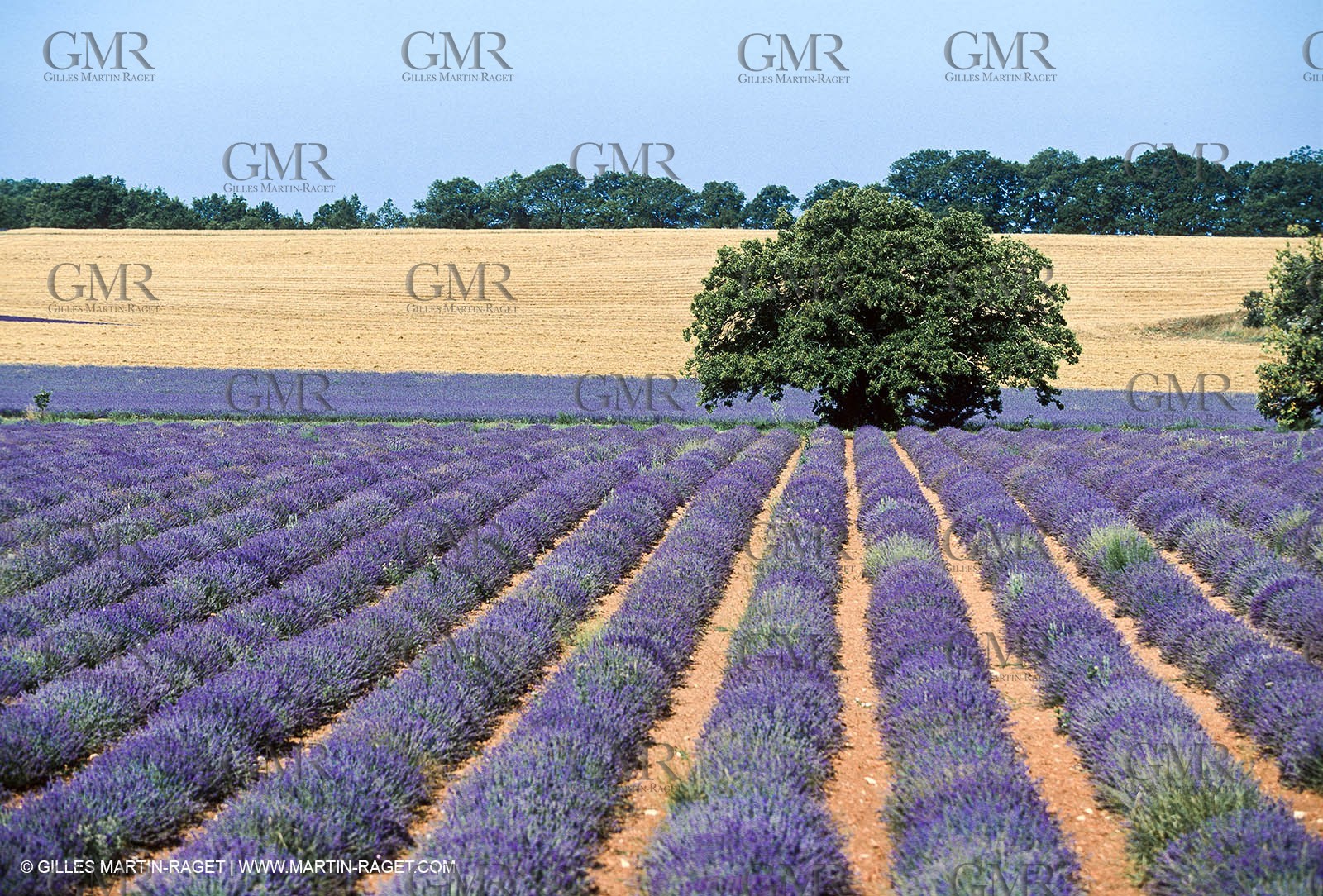 Hgher Provence - Lavender fields