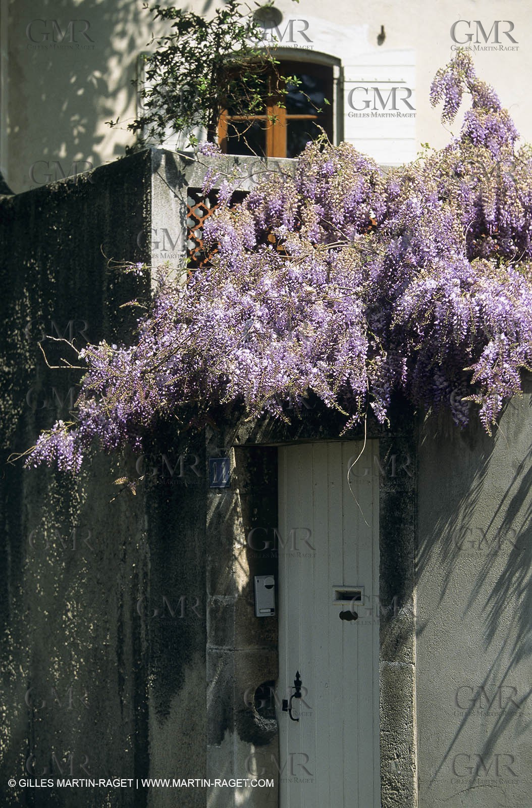 Les Alpilles, Saint Rémy de Provence, (FRA,13) - Glycine in Saint Rémy de Provence