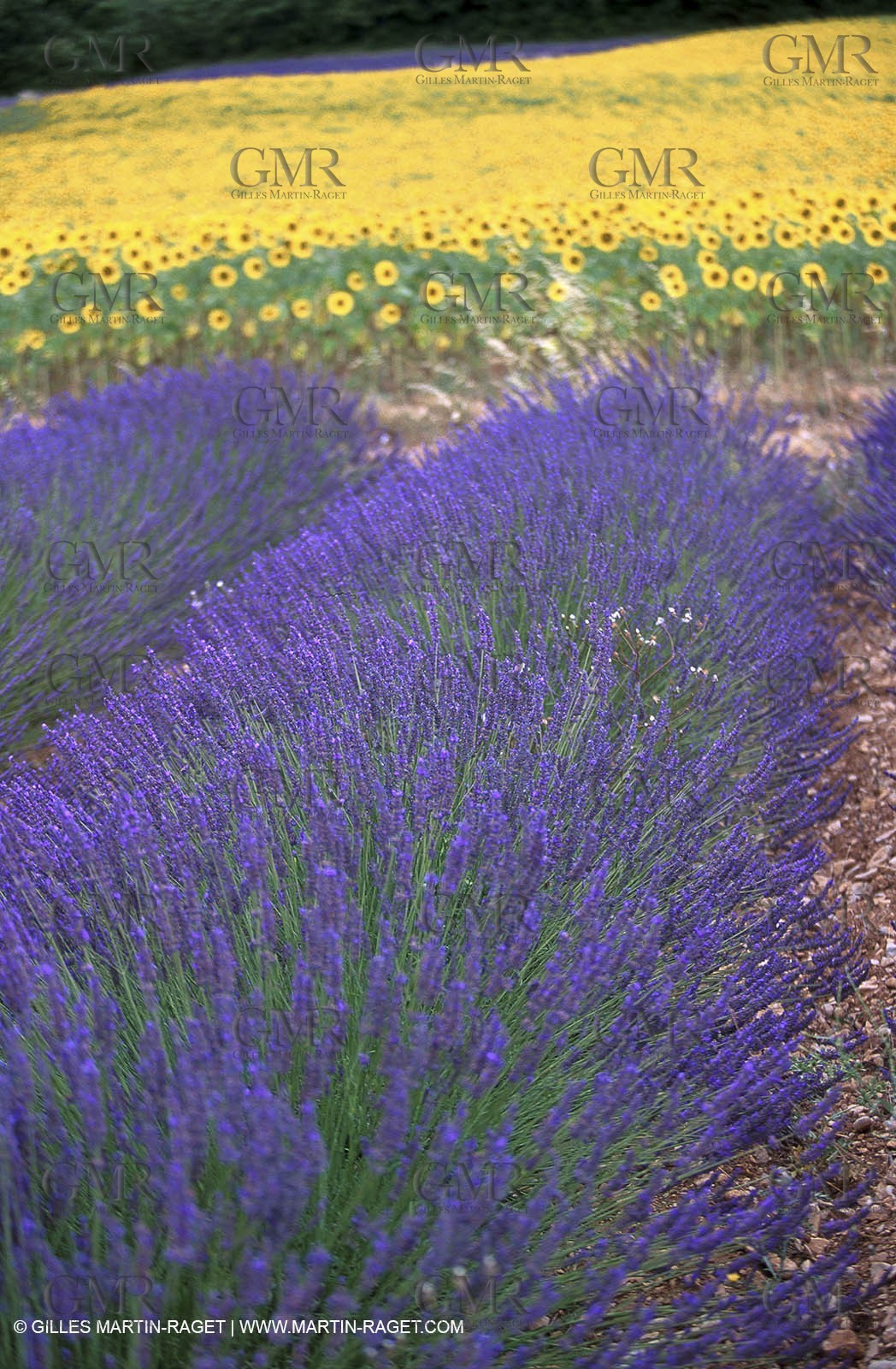 Lavenders