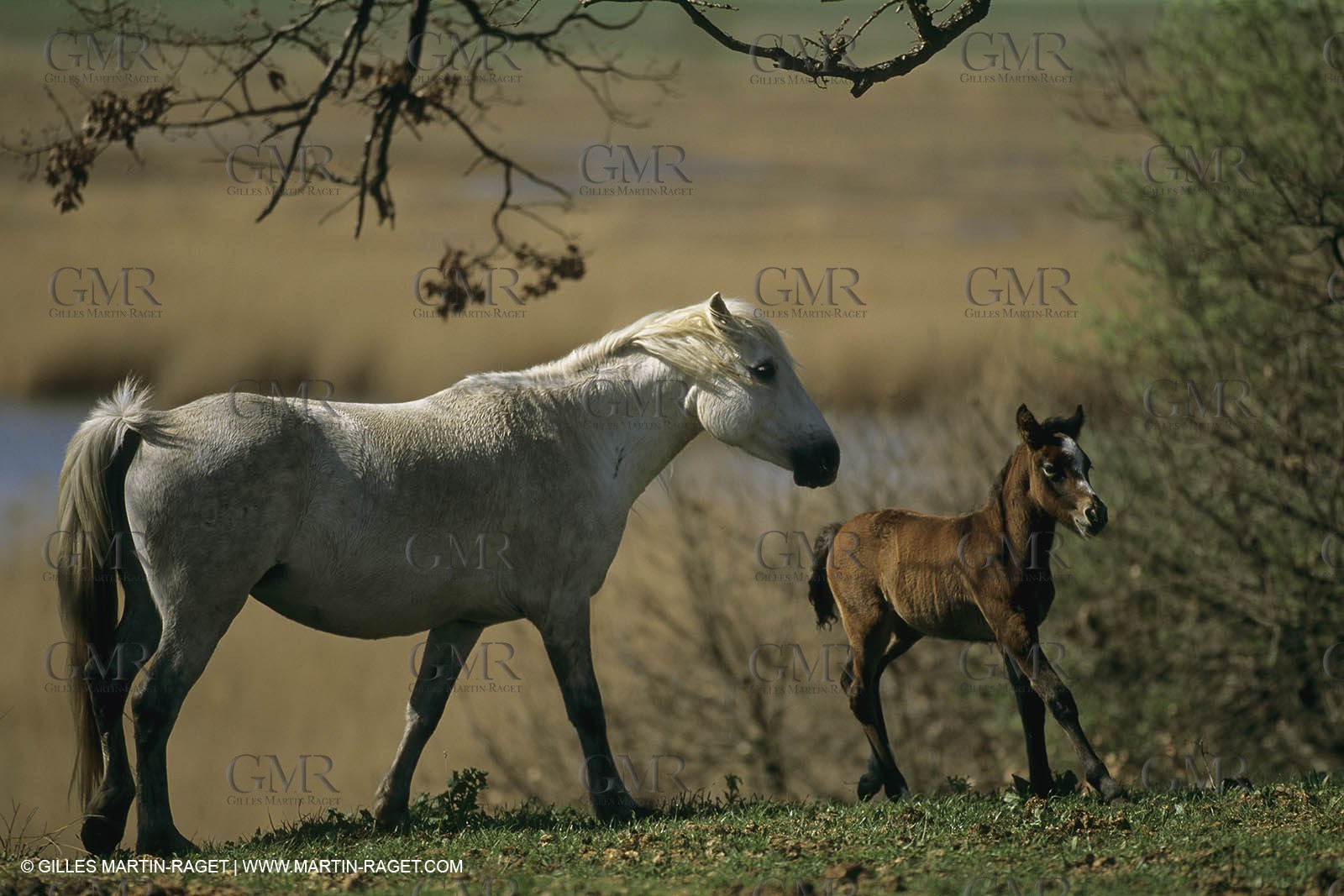 France, Provence, Camargue, chevaux   Horses