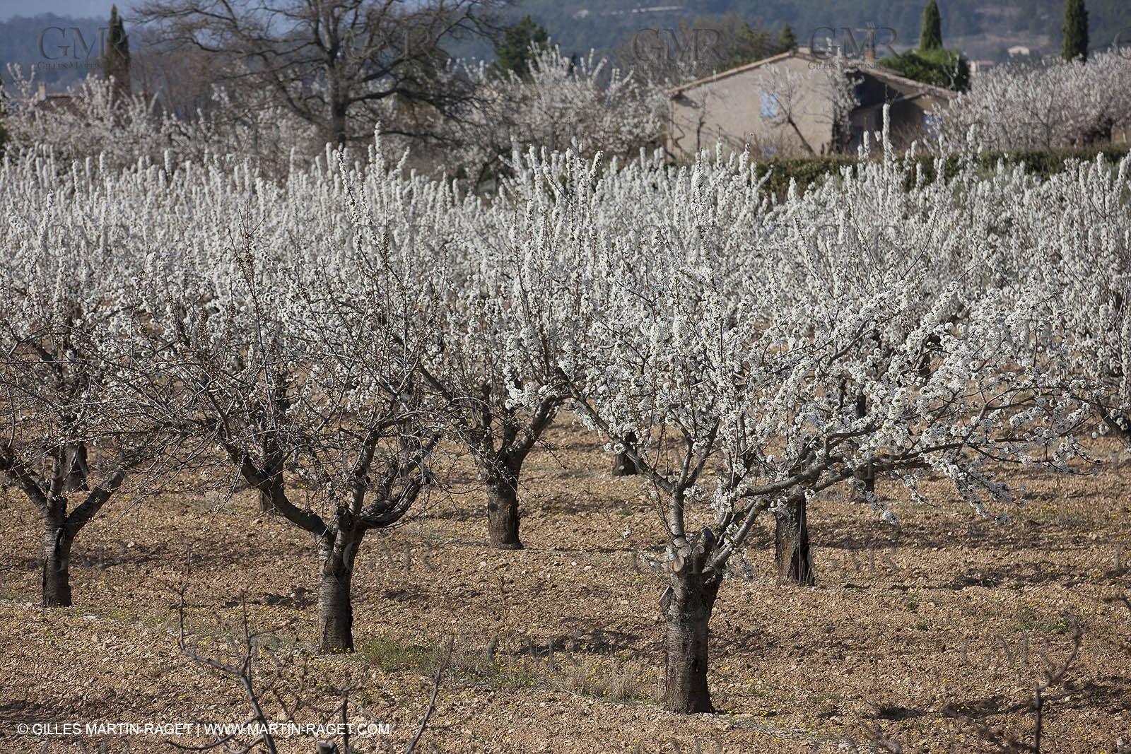 March 30th 2012 - Saint Saturnin les Apt (FRA, 84) - blooming cherry trees