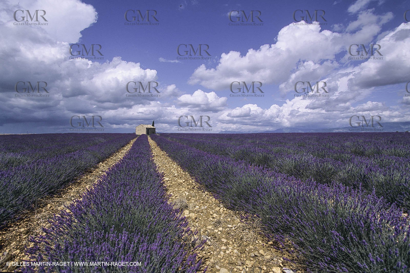 France, Provence, Higher Provence, Valensole Plateau, Lavender