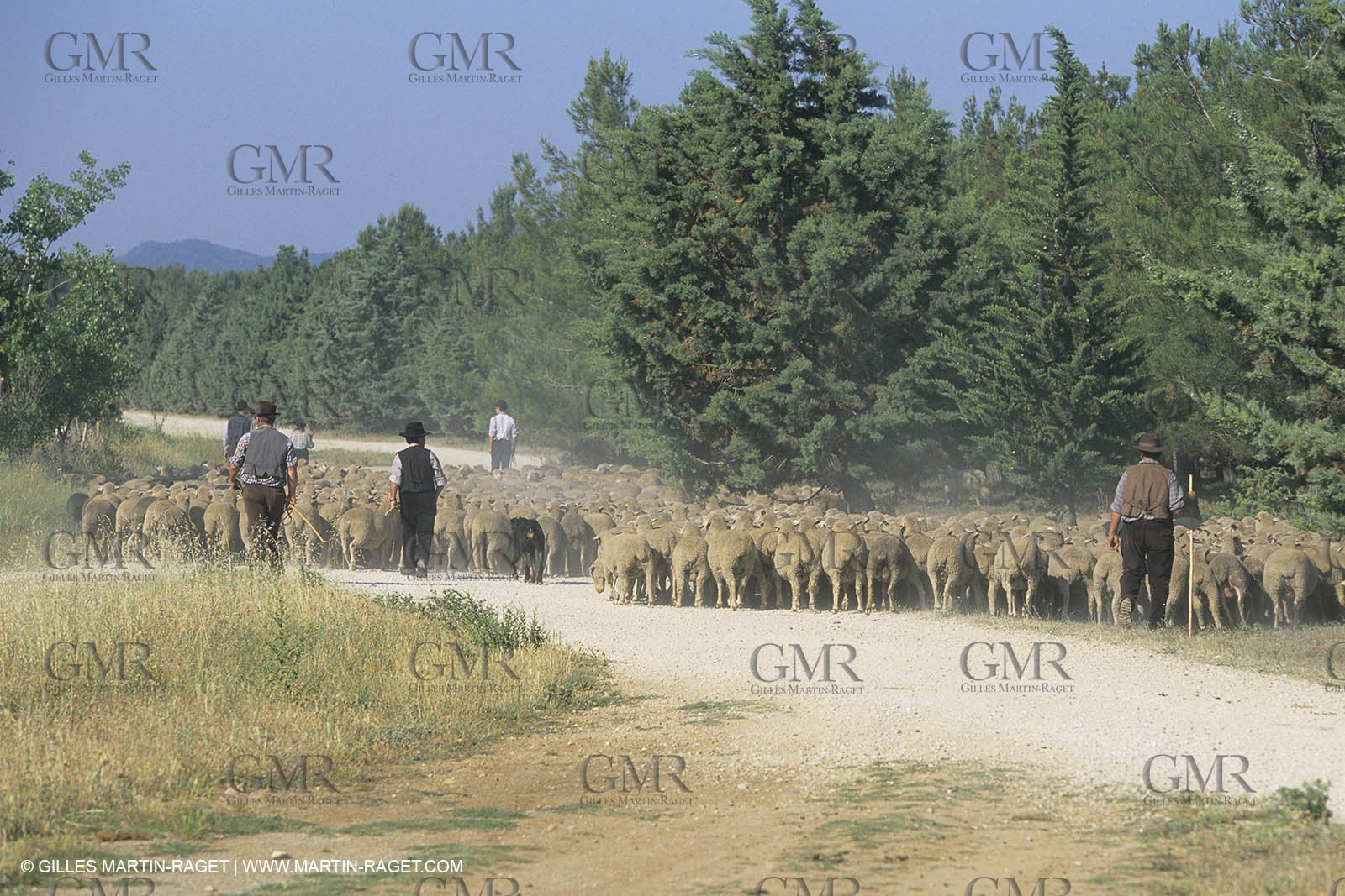 France, Provence, Moutons, bergers, élevage, transhumance