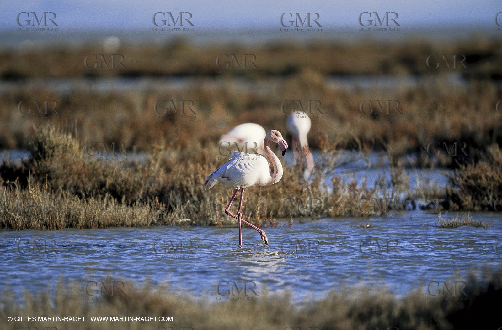 Camargue (FRA,13) - Flamingos in the Camargue
