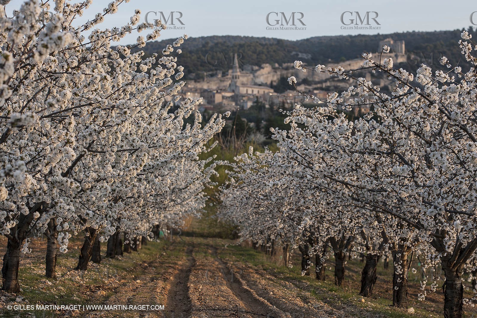 March 30th 2012 - Saint Saturnin les Apt (FRA, 84) - blooming cherry trees