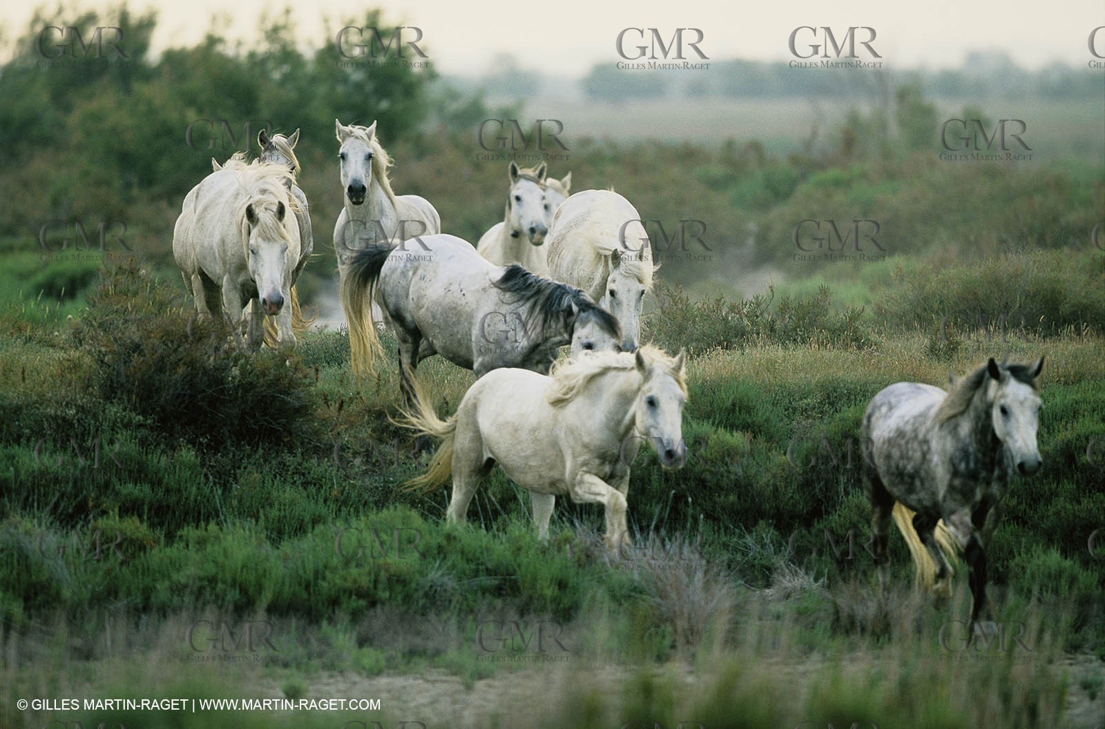 2000-2010- Arles - Les Saintes Maries de la mer (FRA,13) - Camargue horses