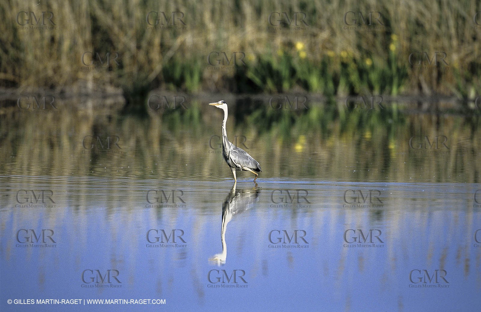 Camargue (FRA,13) - Oiseaux en Camargue - Héron