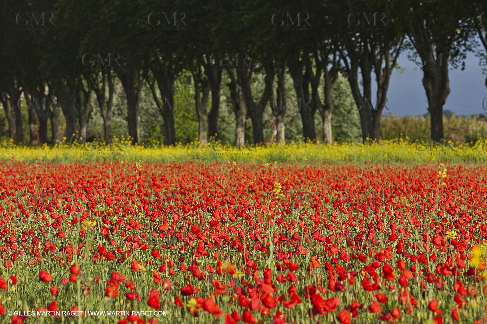 29 04 2012 ( Saint Rémy de Provence (FRA, 13) - Chaîne des Alpilles vers Romanin