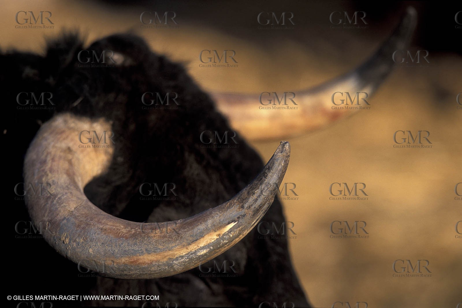 Toros