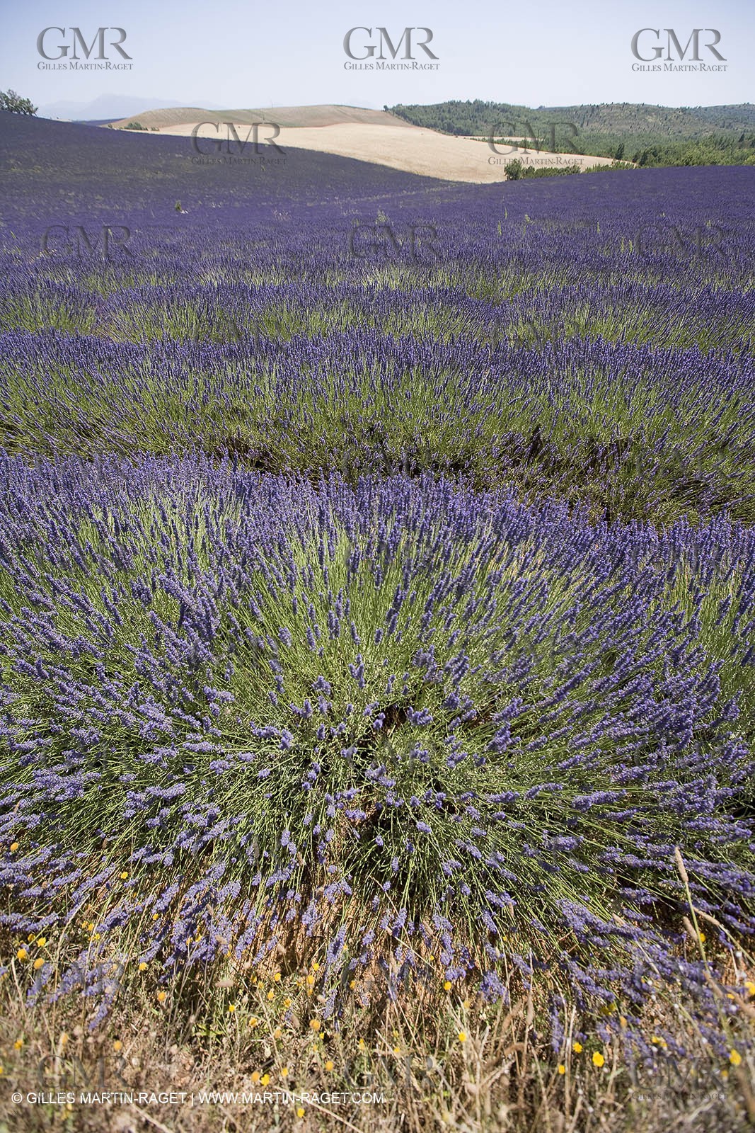 13 08 2007 - Valensole (04) - lavender fields on Valensole plateau