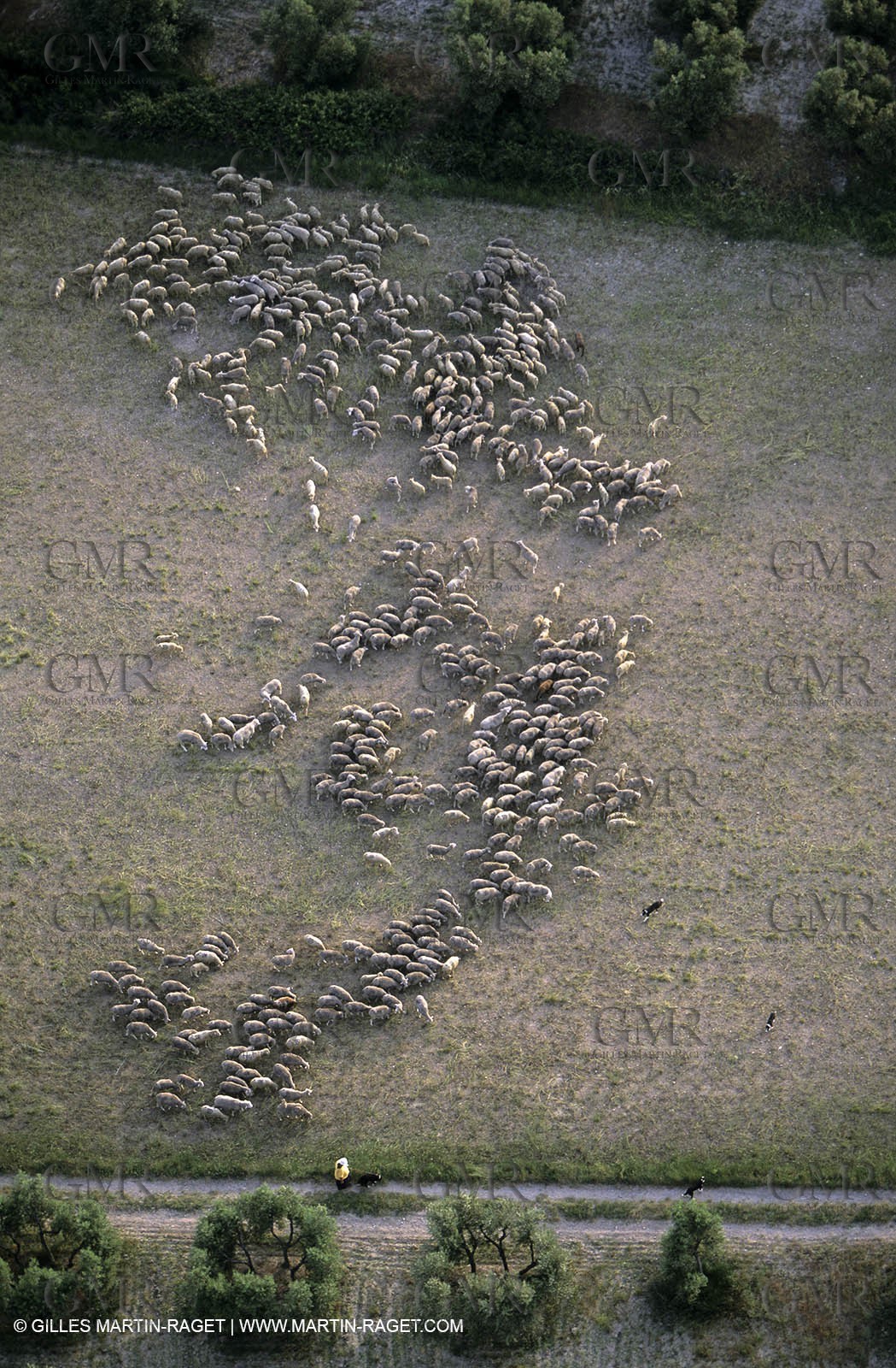 Alpilles and Montagnette hills, sheeps stock