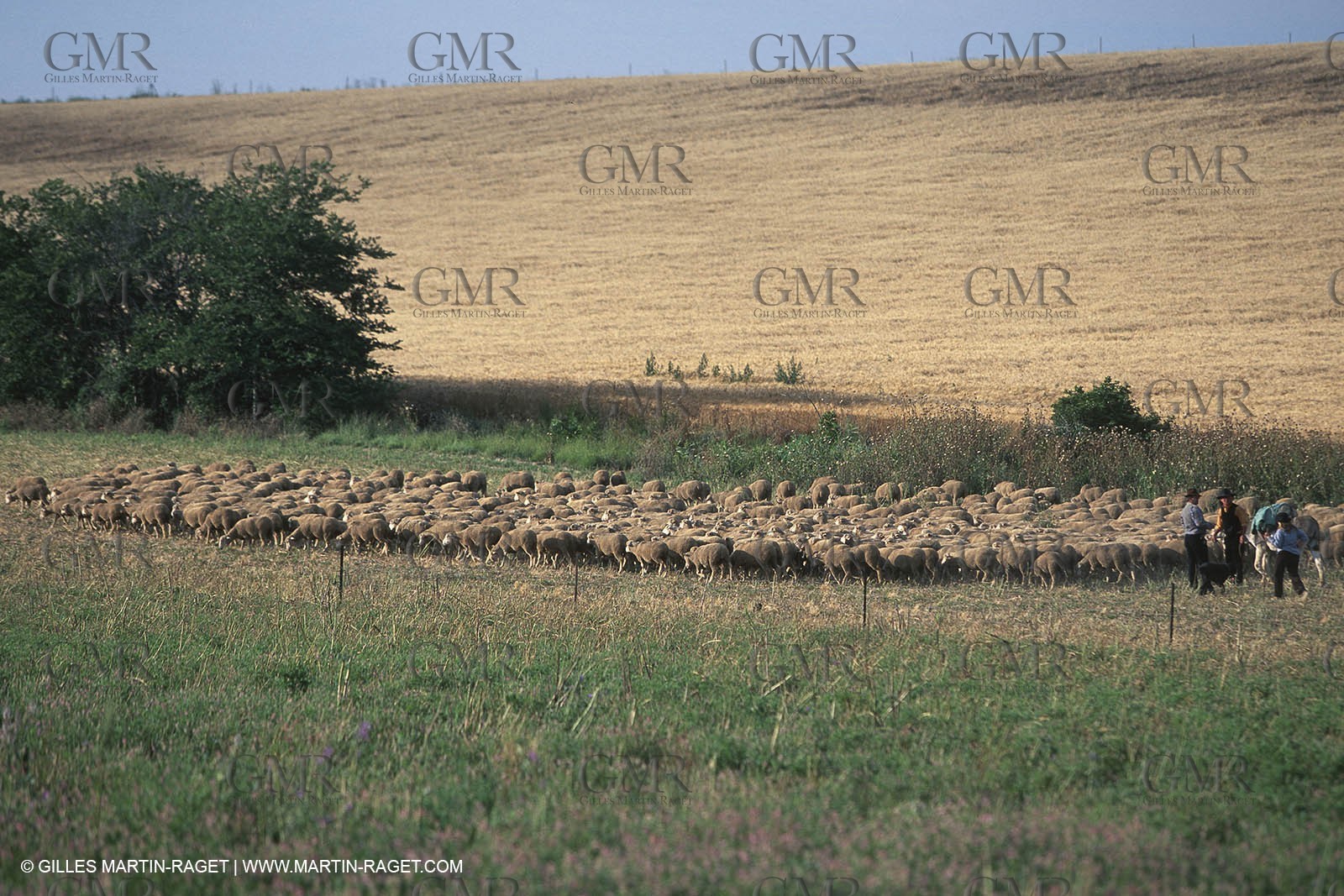 Saint Rémy de Provence (FRA,13) - Fête de la Transhumance