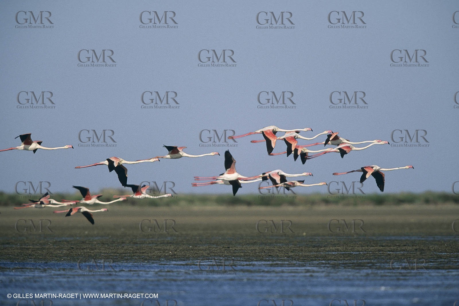 France, Provence, Camargue, Birds, Flamants, flamingos