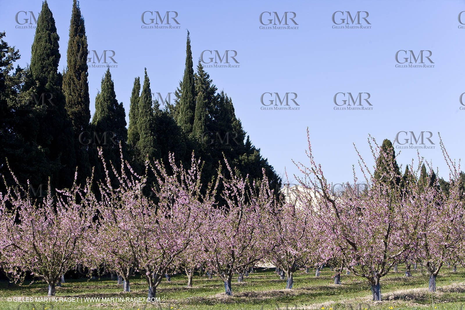 16 03 2008 - Saint Rémy de Provence (FRA, 13) - Alpilles hills landscapes