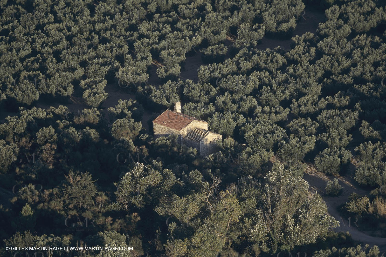 France, Provence, Alpilles, AOC Vallée des Baux, olive trees fields, olive oil production