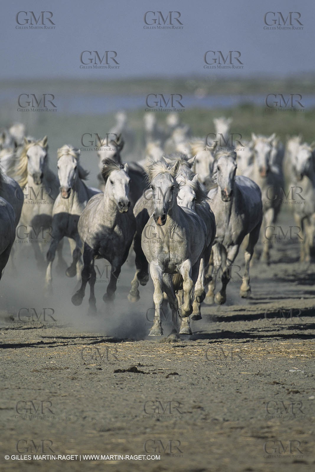 France, Provence, Camargue, White horses from Camargue