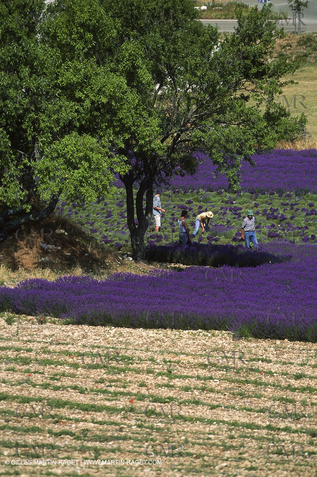 Hgher Provence - Lavender fields