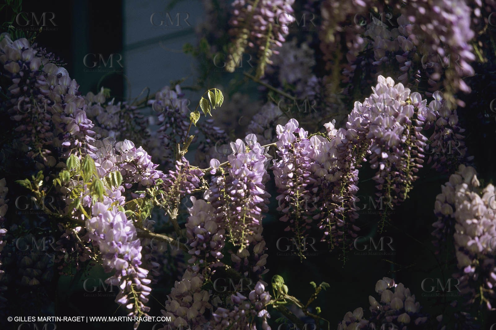 France, Provence, Glyines en fleur