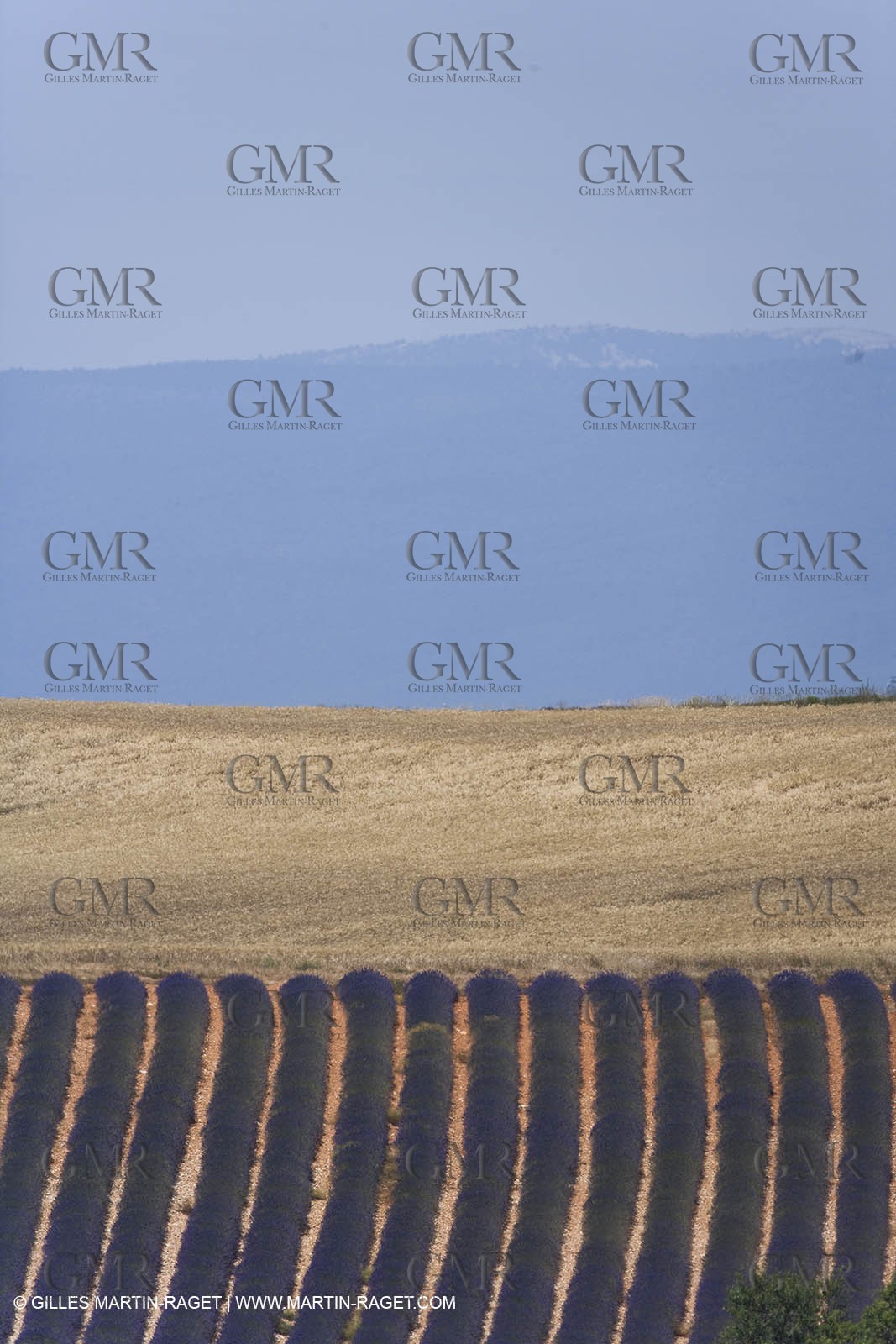 13 08 2007 - Valensole (04) - lavender fields on Valensole plateau