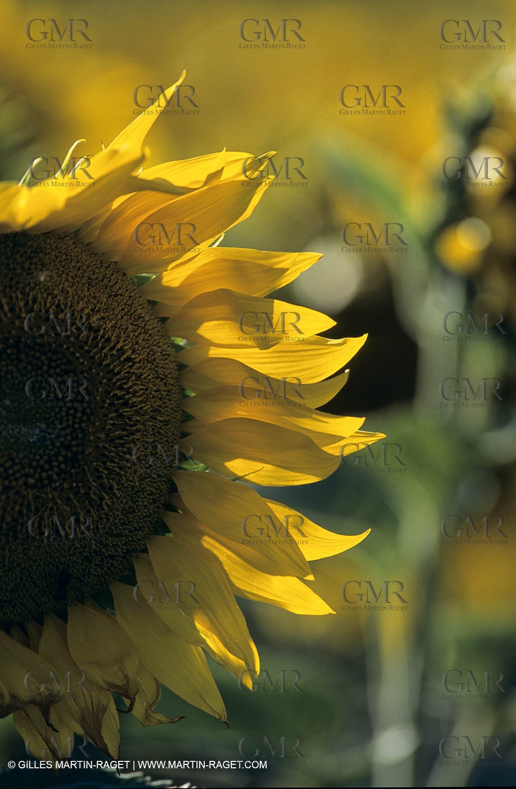 Luberon (FRA,84), Sunflower fields