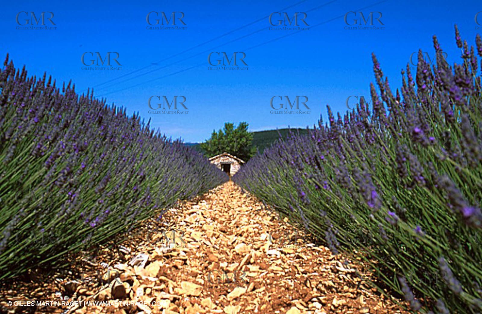 Lavander fields