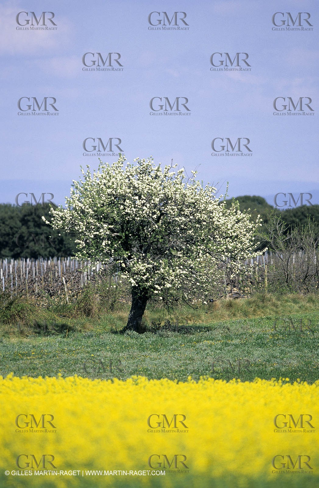 Alpilles (FRA,13), Rape fields