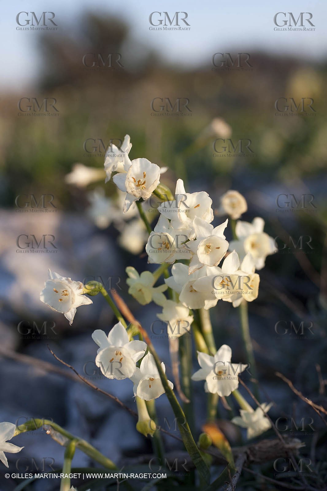26 03 2009 - Marseille (FRA, 13) - Les Calanques - Plateau de l'Homme Mort