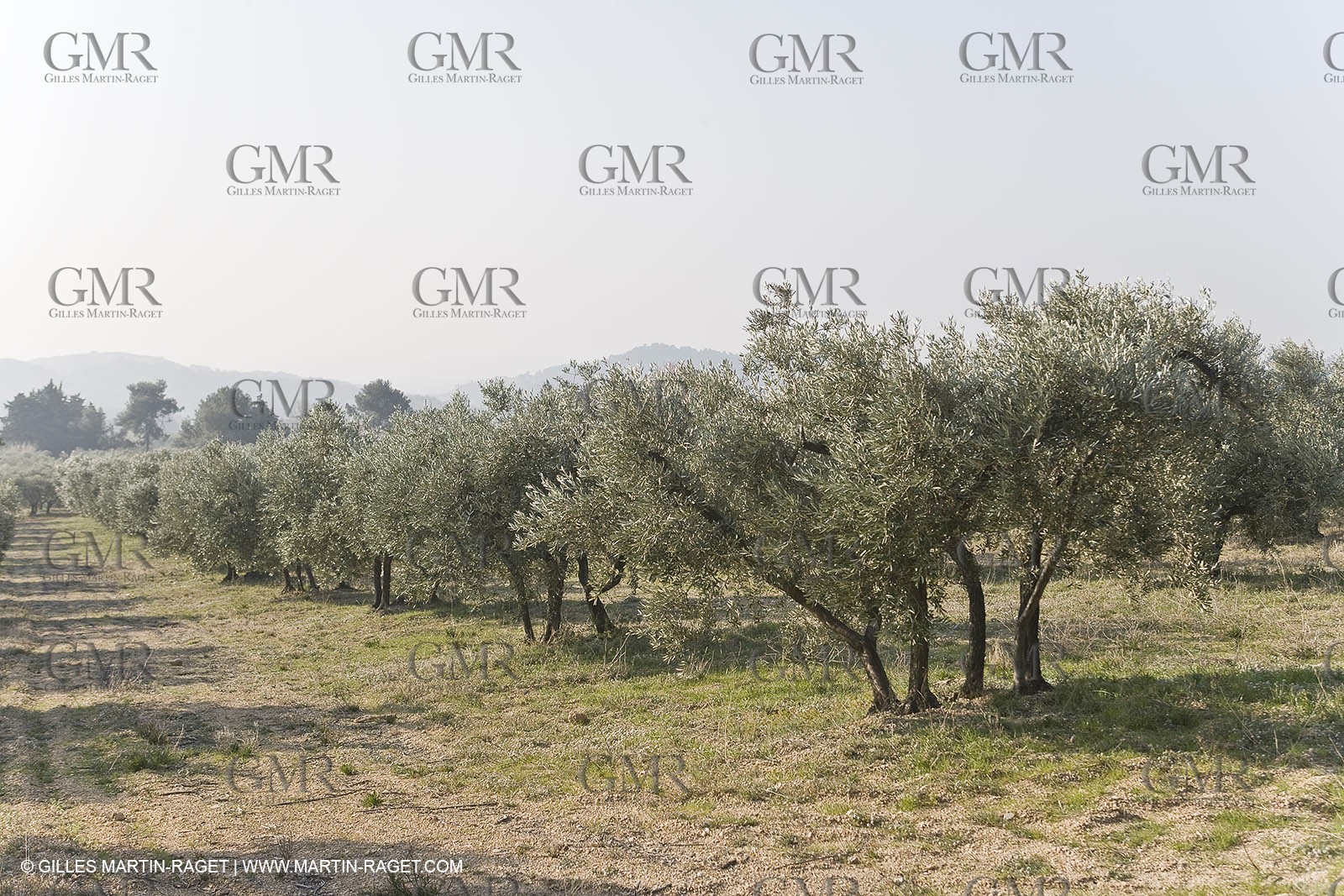 16 02 2008 - Les Baux de Provence (FRA, 13) - Alpilles hills landscapes