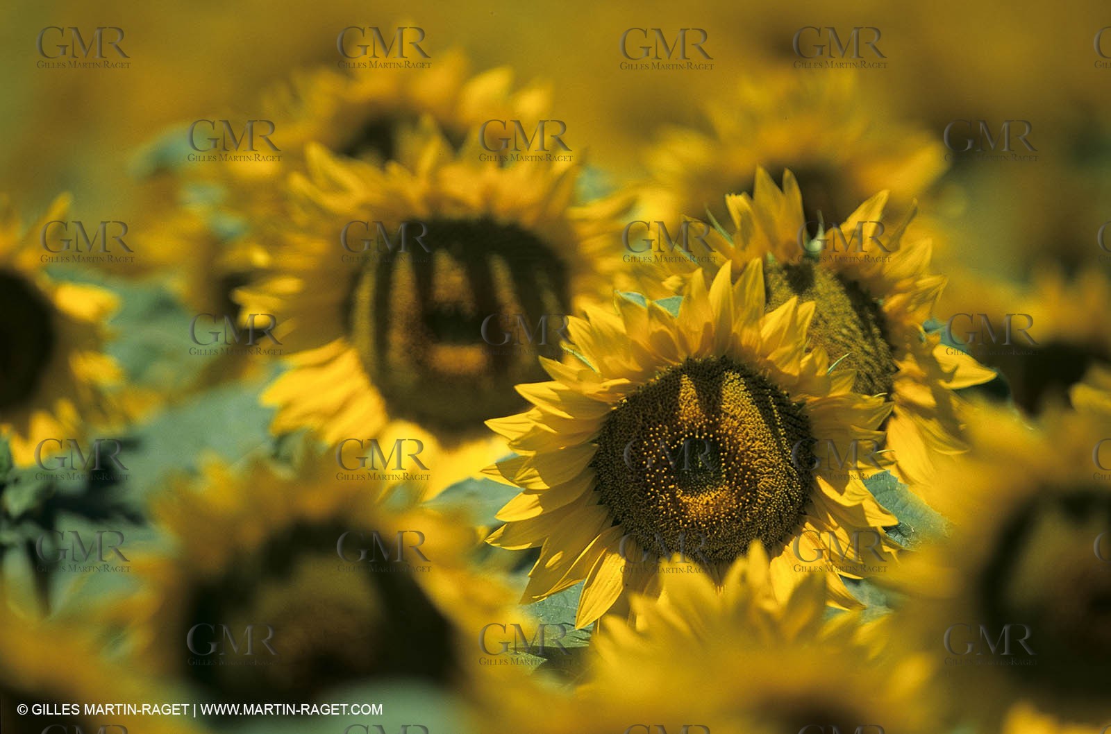 Luberon (FRA,84), Sunflower fields