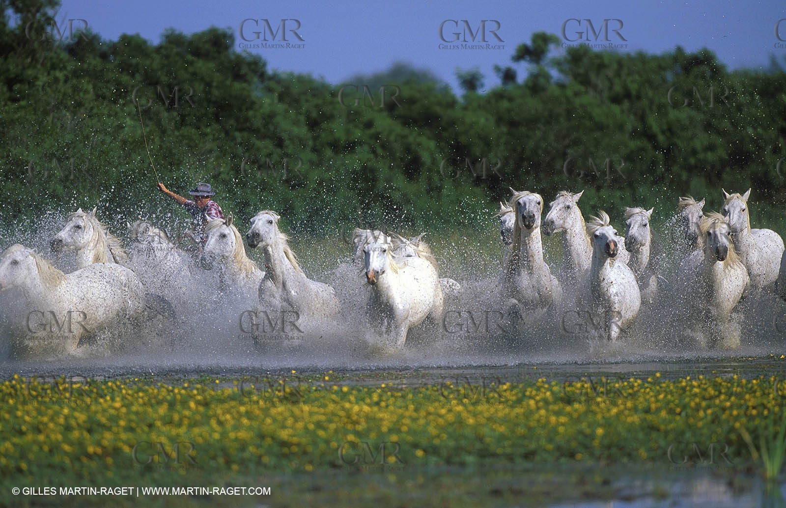 Camargue horses
