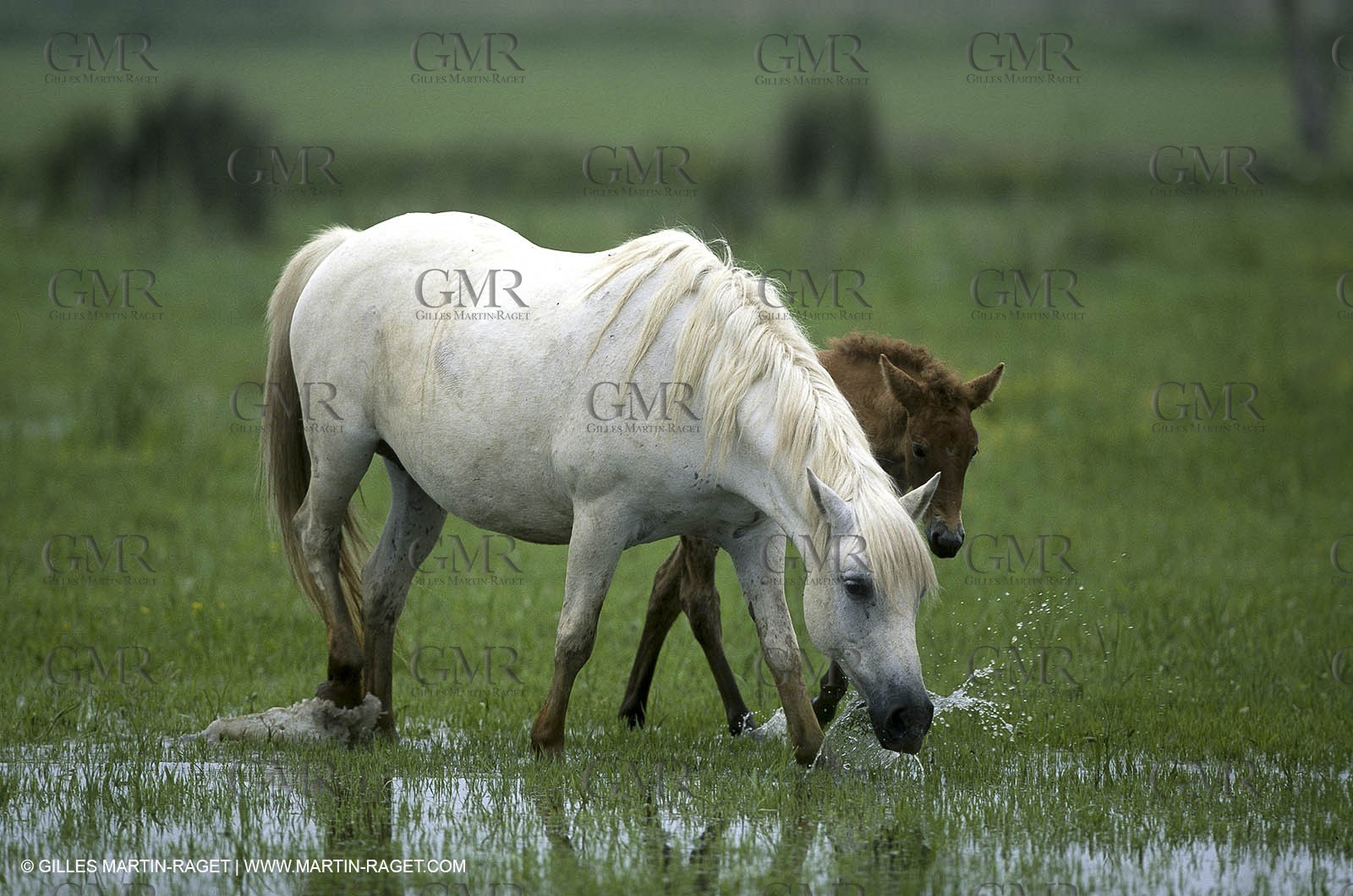 Camargue (FRA,13)