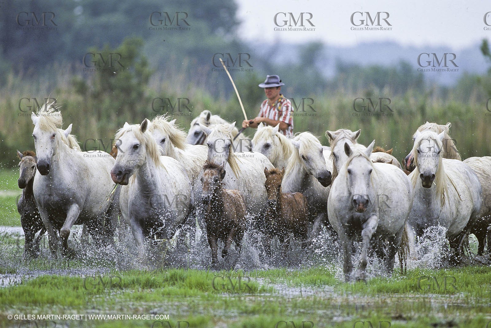 Les Saintes Maries de la mer (FRA,13) - Camargue horses